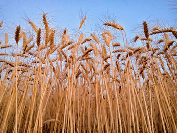 Low angle view of stalks in field against sky