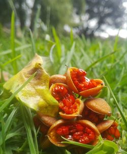 Close-up of fresh tomatoes in grass