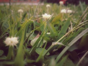 Close-up of flowering plant on field