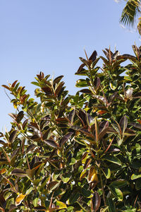 Low angle view of fresh plants against clear sky