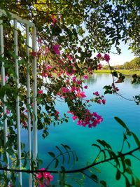 Close-up of flower tree against lake