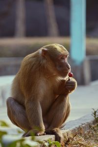 Close-up of monkey sitting outdoors