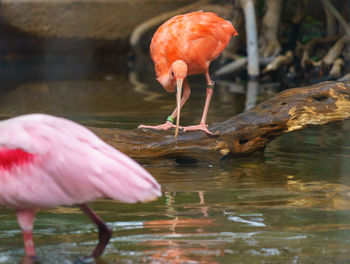 Bird drinking water in a lake