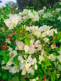 Close-up of white flowering plant