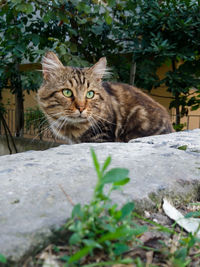 Portrait of tabby cat by plants