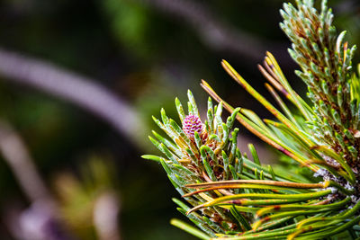 Close-up of purple flowering plant