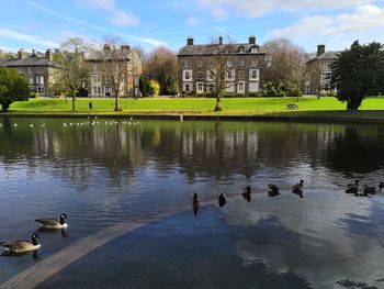 Ducks swimming in lake against buildings