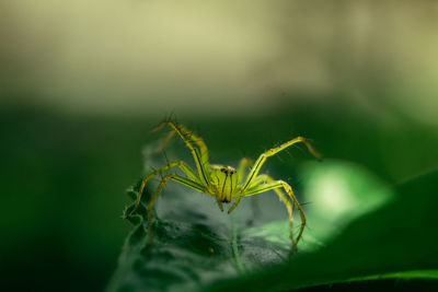 Close-up of spider on green leaf