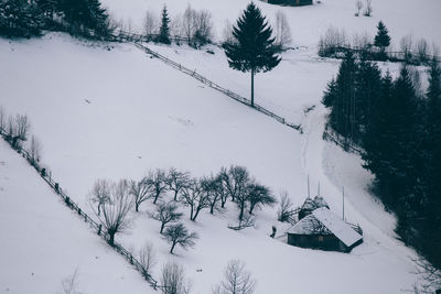 High angle view of trees on snow