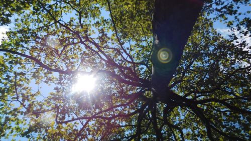 Low angle view of trees