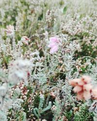 Close-up of flowers