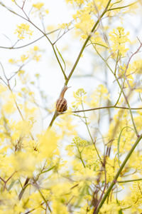 Close-up of tree