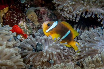 Fish swimming in sea