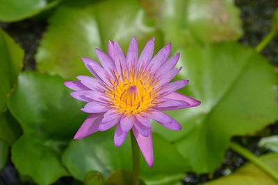 Close-up of purple water lily