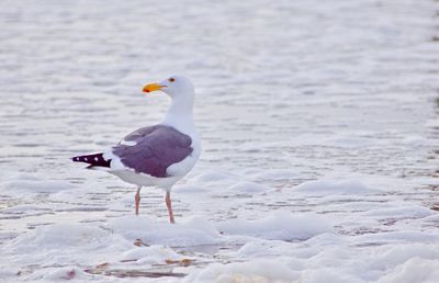 Seagull on beach