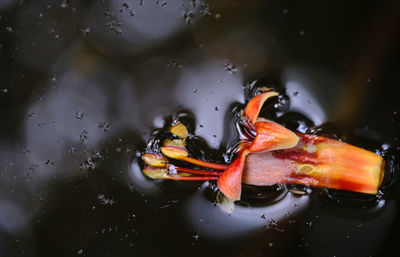 Close-up of fish swimming in lake