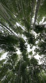 Low angle view of bamboo trees in forest