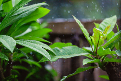 Close-up of wet plant leaves during rainy season