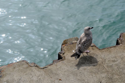 High angle view of bird on jetty against sea