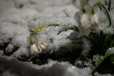 Close-up of frozen plant