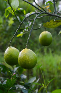 Close-up of fruits on tree