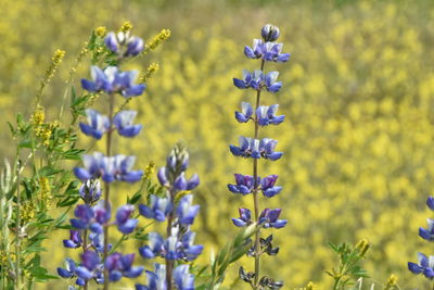 Close-up of purple flowering plants on field