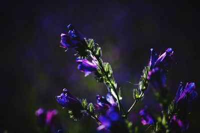 Close-up of purple flowers blooming outdoors