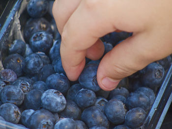 Cropped image of person holding blueberries