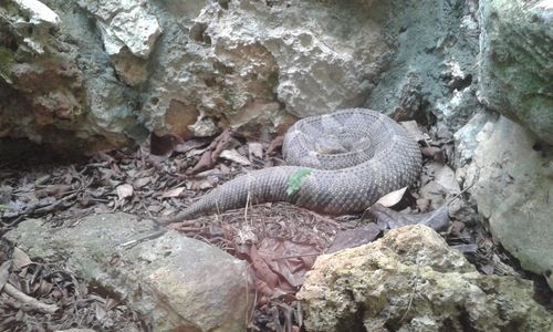 High angle view of lizard on rock