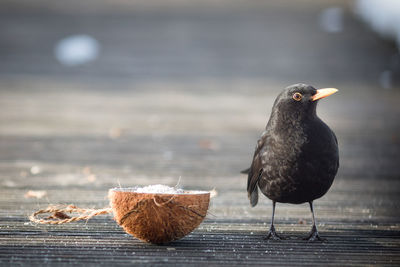 Close-up of crow perching by coconut on wood