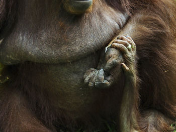 Close-up of orang utan