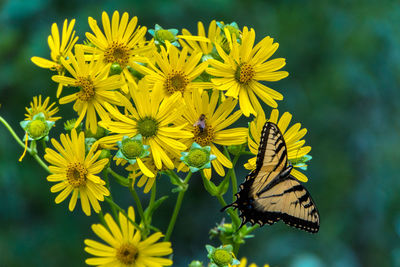 Close-up of butterfly pollinating on yellow flower