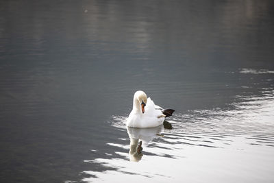 Swan swimming in a lake