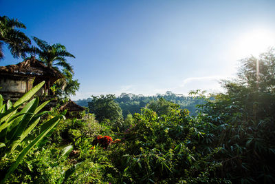 Plants growing in farm against sky