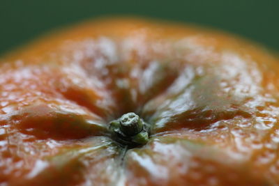 Close-up of orange fruit against green background