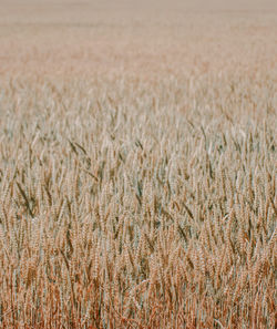 Wheat field