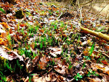 Full frame shot of plants