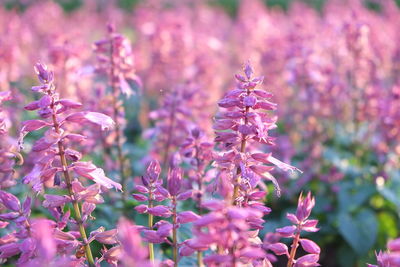 Close-up of purple flowers blooming outdoors