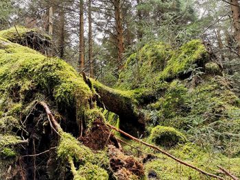 Moss growing on tree trunks in forest