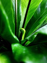 Close-up of green leaf