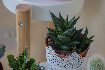 Close-up of succulent plant on table