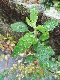 Close-up of water drops on plant