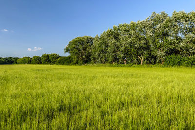 Scenic view of field against clear sky