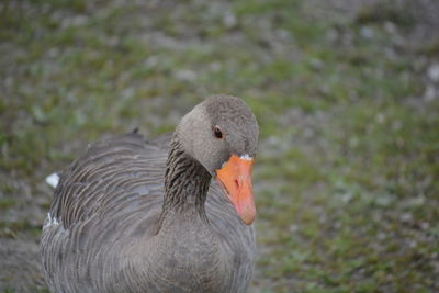 Close-up of swan