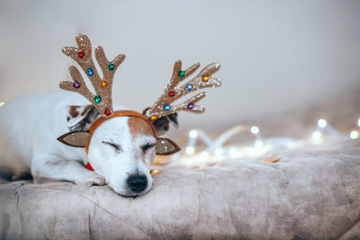 Dog is sleeping on the bed in light of christmas lights, tired after party