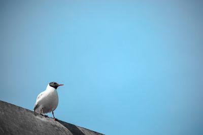 Low angle view of seagull perching against clear blue sky