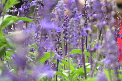 Close-up of purple flowering plants in field