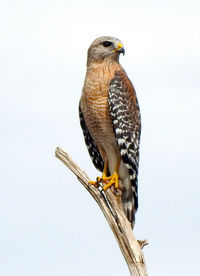 Red shoulder hawk perched atop a dead cypress snag in big cypress national preserver.