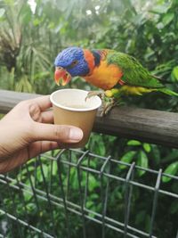 Person holding a bird