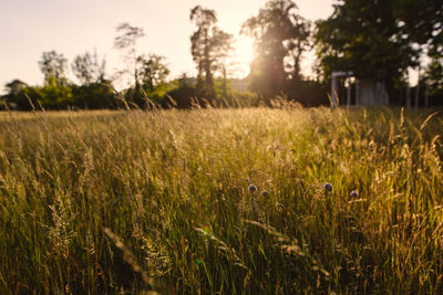 Close-up of wheat growing on field against sky